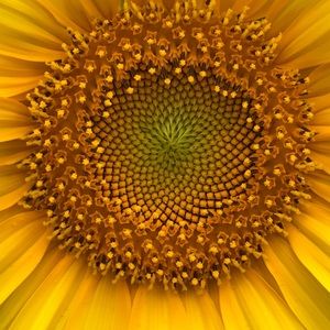 Meet your Posher, Brigid